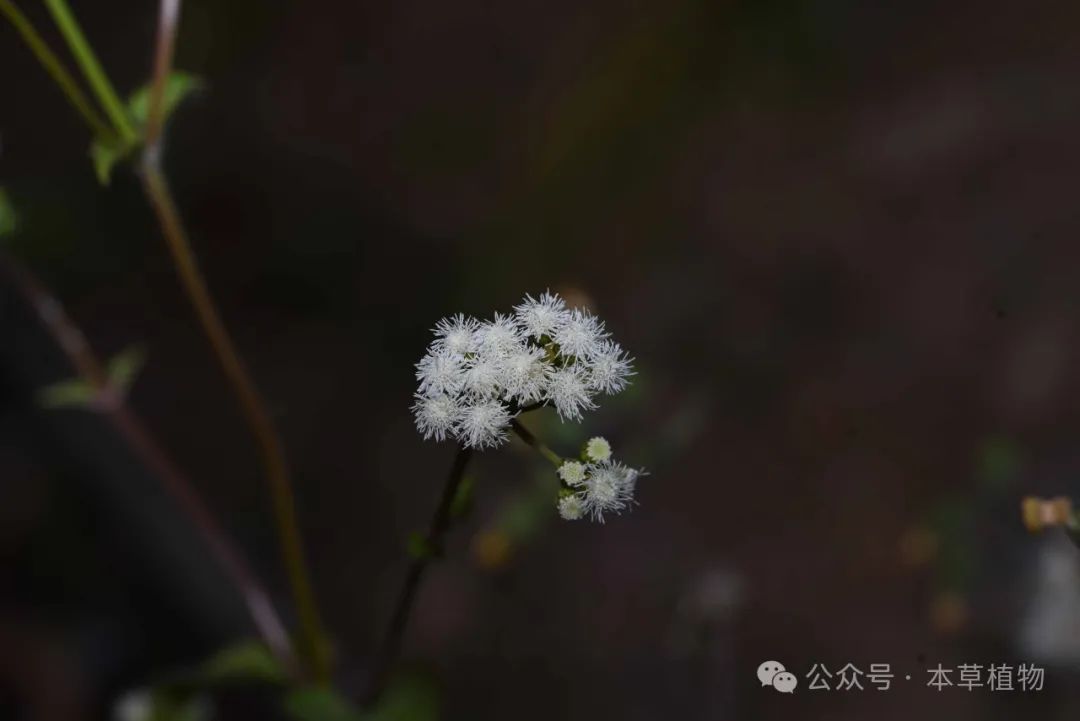 藿香蓟 - 关注森林