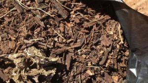 這2種樹皮最適合養(yǎng)花，埋盆里就瘋長(zhǎng)，咕嚕咕嚕冒花苞！