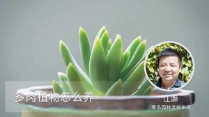 多肉植物怎么养