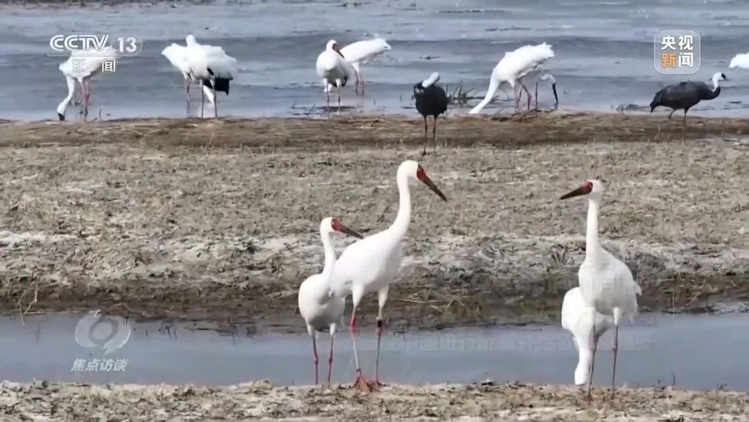 焦点访谈:护航候鸟迁徙路 - 关注森林