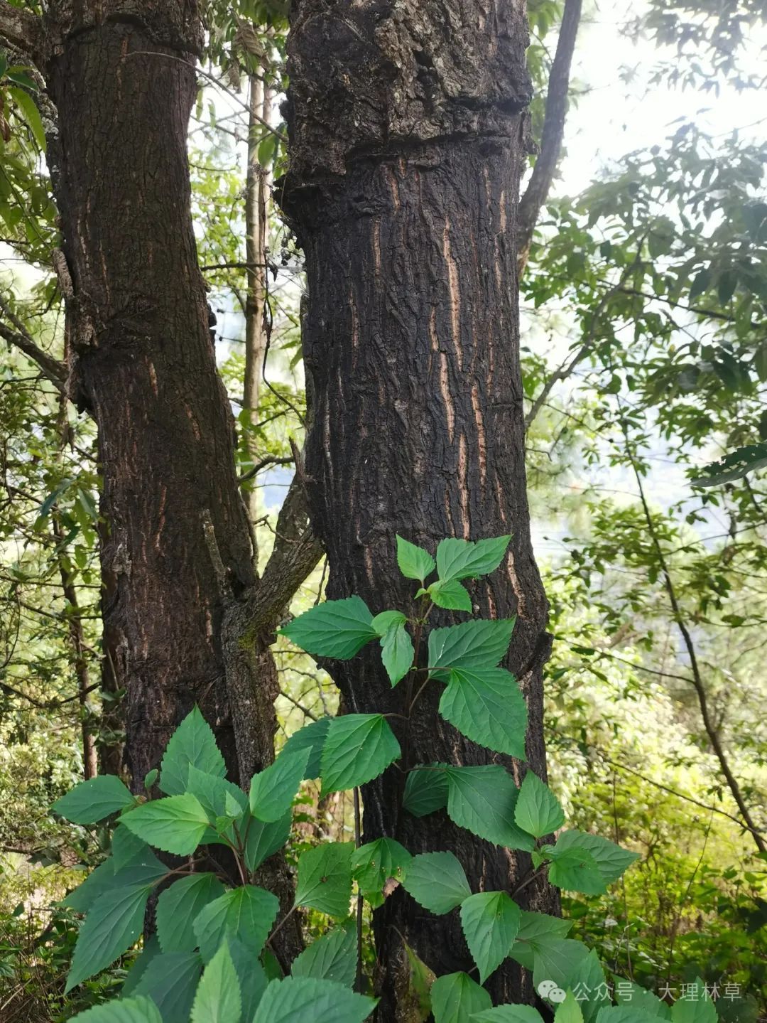 圖片