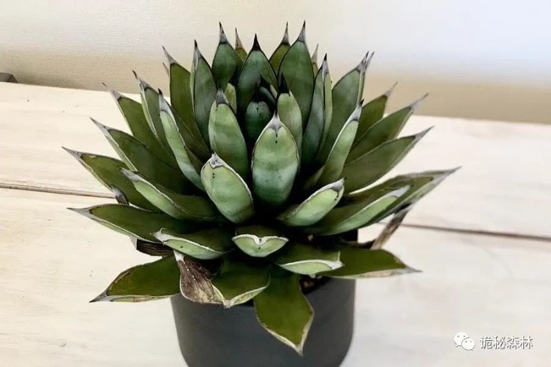Agave 'Royal Spine' -