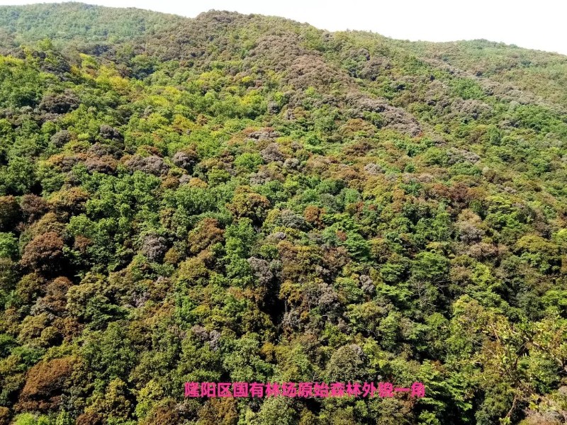 全面推深做实林长制 筑牢生态安全防护网案例㉔——隆阳区国有林场：科技创新探索林场可持续发展之路 关注森林 