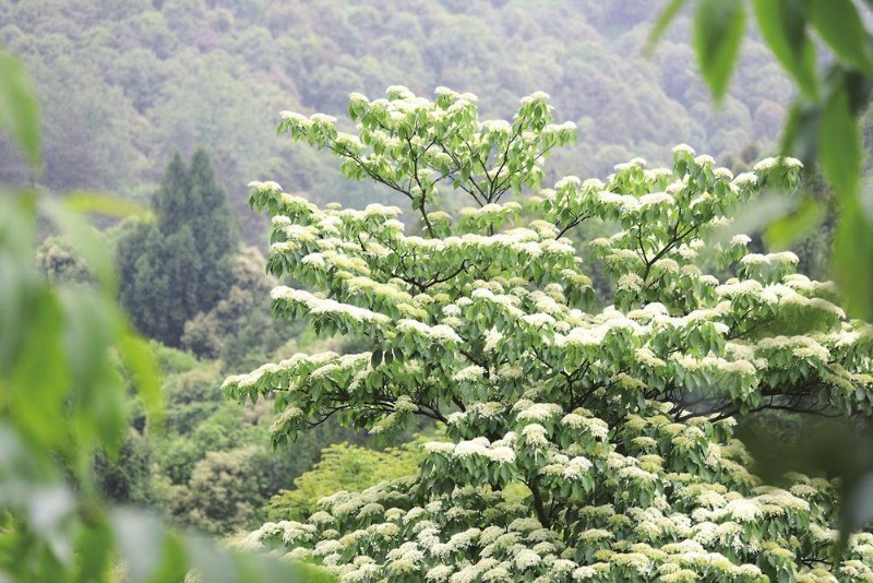 燈臺(tái)樹(shù)盛放白色花朵。張慶留 攝