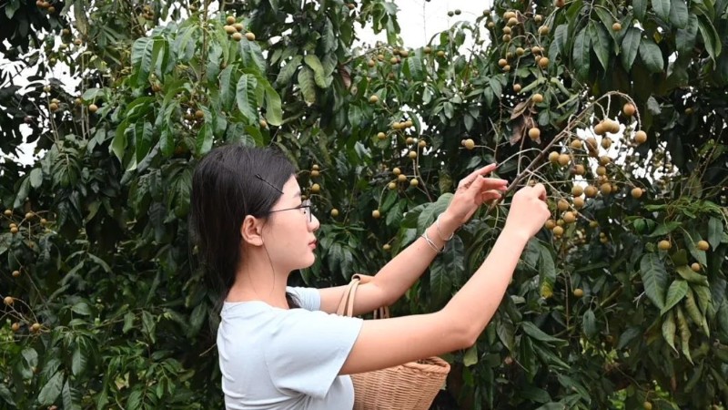 茶新慧 攝