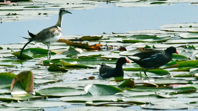異龍湖國家濕地公園追逐嬉戲的水雉 孔賓 攝