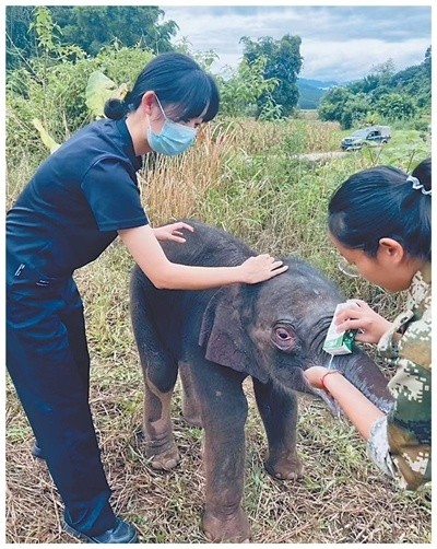 民警協(xié)助野象監(jiān)測(cè)員救助小象“文文”。曾玉祥 攝