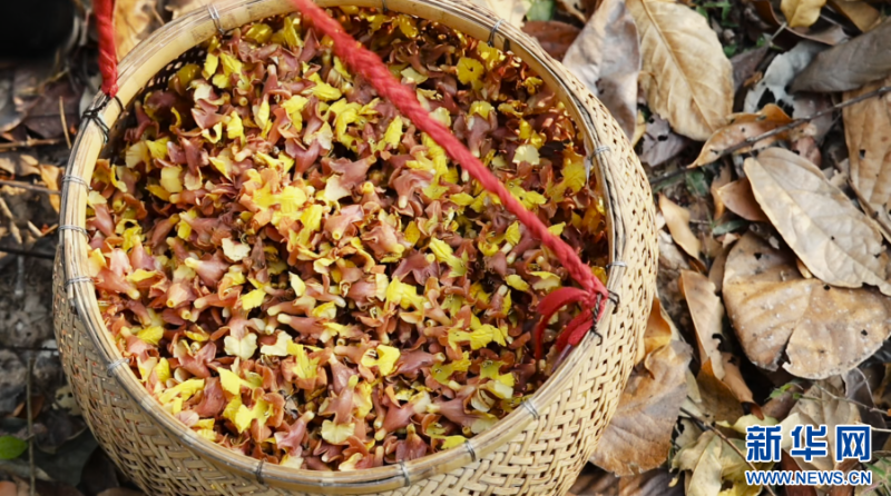 傣家人會撿起掉落的花朵，用來制作美食（資料圖）。新華網發（張鵬 攝）