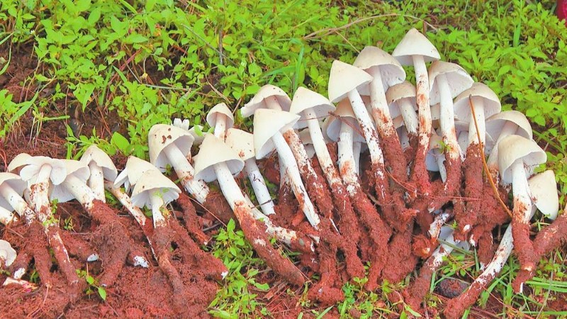 永勝縣長(zhǎng)坪山仿生培育的雞樅菌。