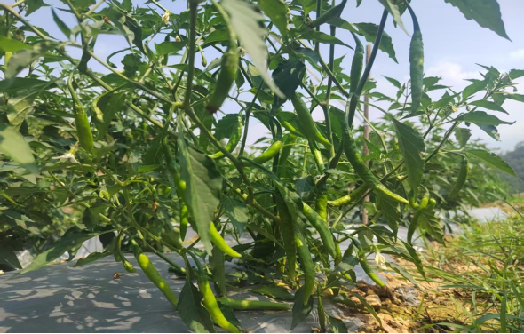 青綠的辣椒像一串串“翡翠鈴鐺”。劉俊杰 攝