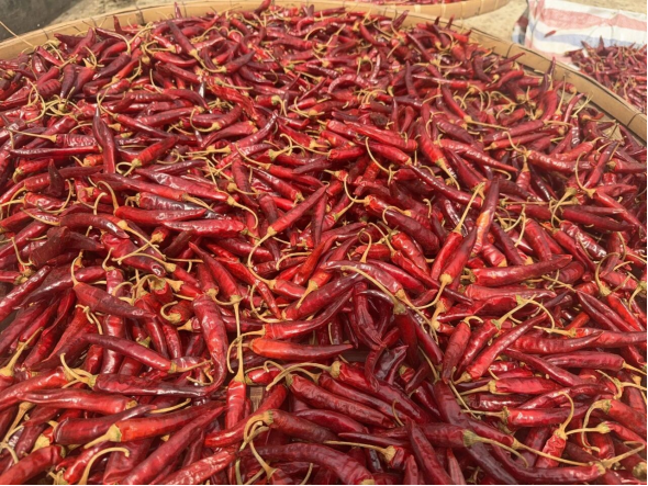 滿匾紅辣椒，艷紅似火。劉俊杰 攝