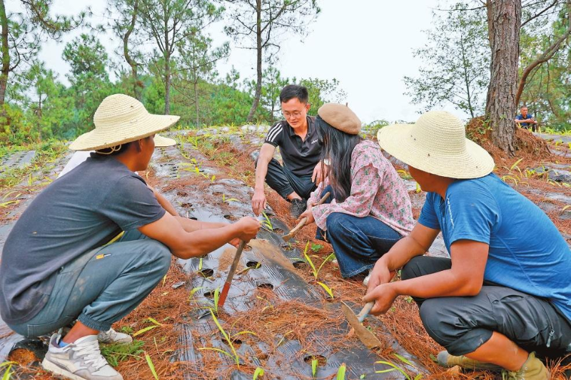 刮然村村民在基地學(xué)習(xí)白芨管理技術(shù)。和寧茜 攝