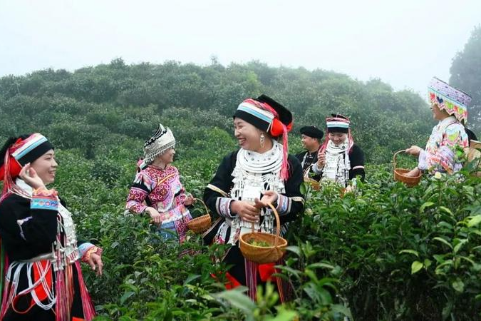 麻栗坡縣依托優(yōu)質(zhì)自然條件大力發(fā)展茶產(chǎn)業(yè)。