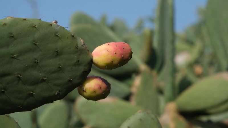 仙人掌果 張文峰 攝