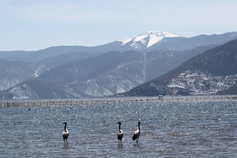 香格里拉納帕海濕地。黃興能 張帆 攝
