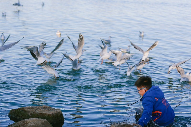 南滇池國(guó)家濕地公園，紅嘴鷗在水面上嬉戲打鬧。胡妤雅 攝