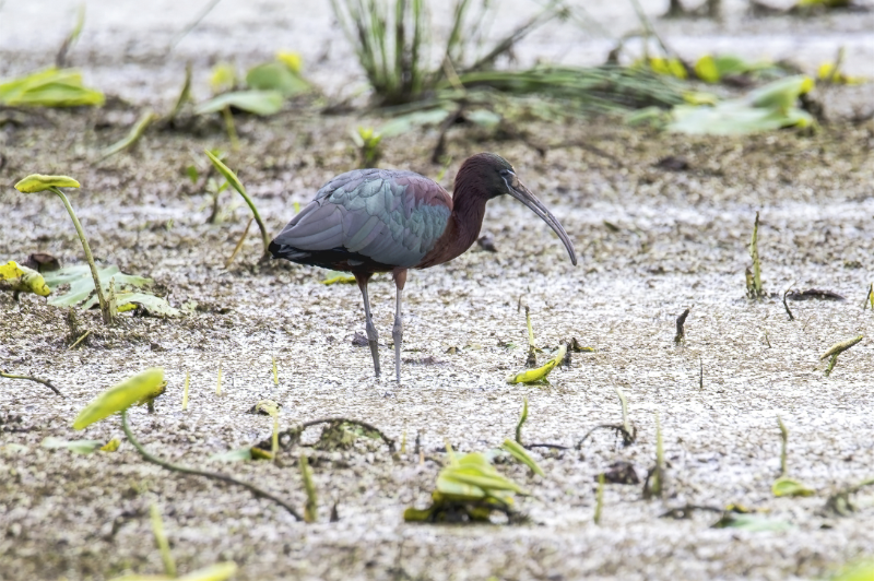 國(guó)家一級(jí)保護(hù)動(dòng)物彩鹮在南滇池濕地覓食。李繼明 攝