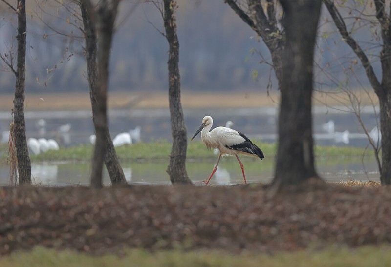 東方白鸛飛臨劍湖。楊學(xué)飛 攝
