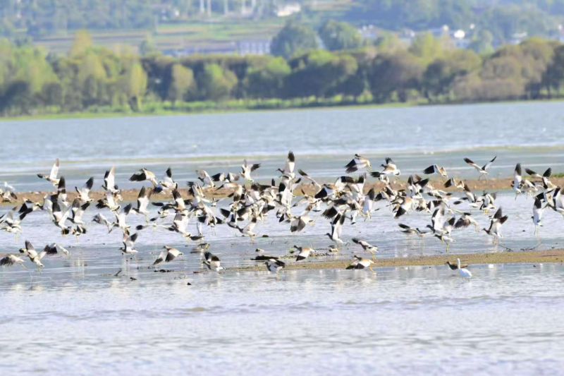 大理劍湖濕地候鳥(niǎo)聚集。高文 楊杰斌 攝