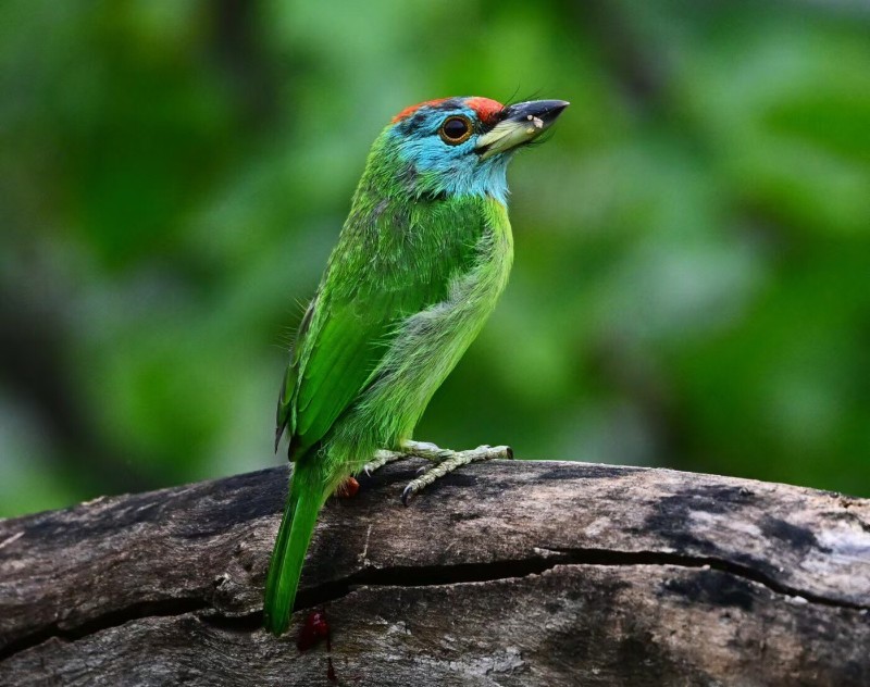 藍(lán)喉擬啄木鳥(niǎo)。鳳慶縣委宣傳部 供圖