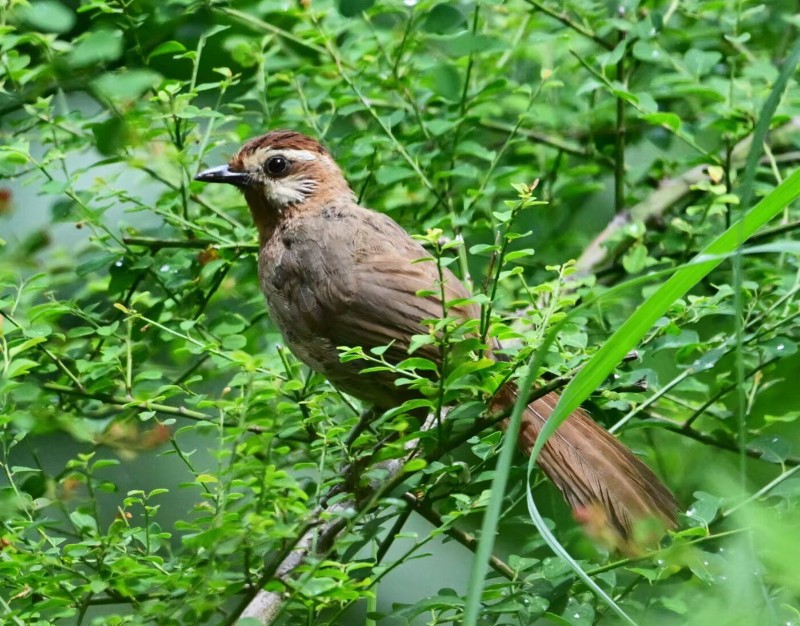 白頰噪鶻。鳳慶縣委宣傳部 供圖