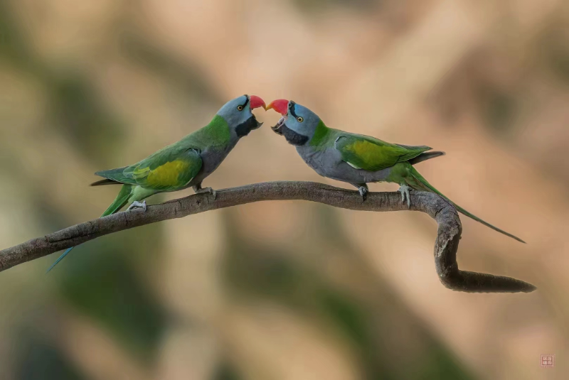 茨竹林村芒壩“鸚鵡寨”大紫胸鸚鵡。趙曉元 羅嘉 攝