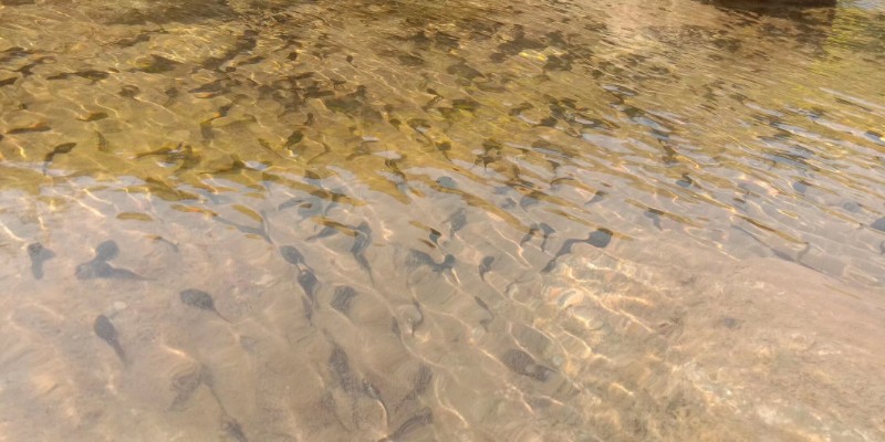 清澈小河中的小蝌蚪