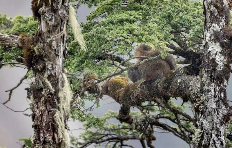 新種怒江鼯鼠Petaurista nujiangensis(曾祥樂 攝)