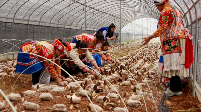 圖片來源：德欽縣融媒體中心