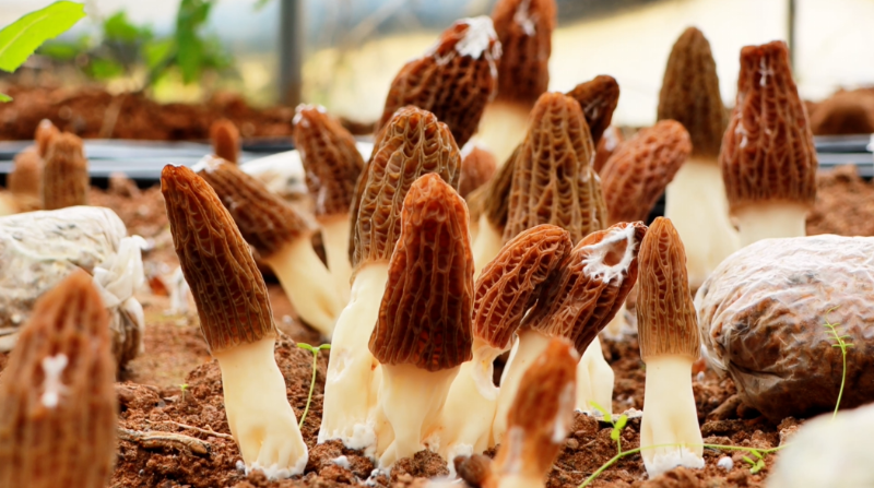 圖片來源：德欽縣融媒體中心