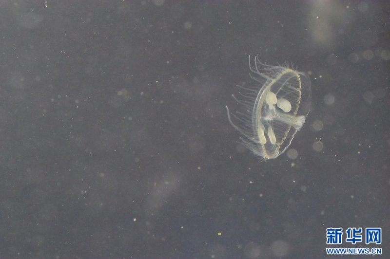 桃花水母（視頻截圖）。新華網(wǎng)發(fā)（張明永 攝）