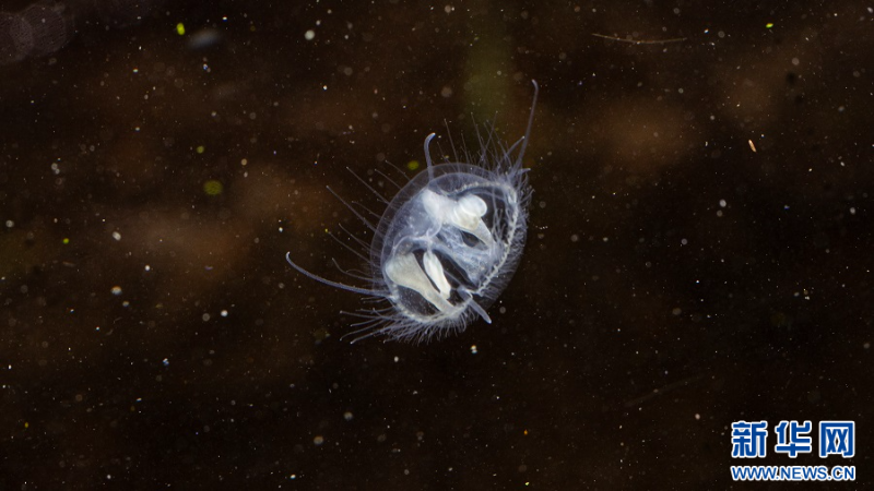桃花水母（視頻截圖）。新華網(wǎng)發(fā)（朱元 攝）
