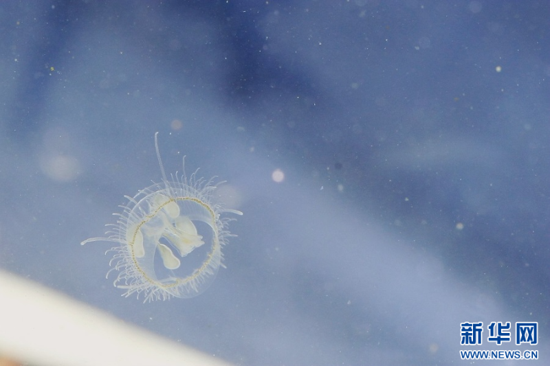 桃花水母（視頻截圖）。新華網(wǎng)發(fā)（畢爭 攝）