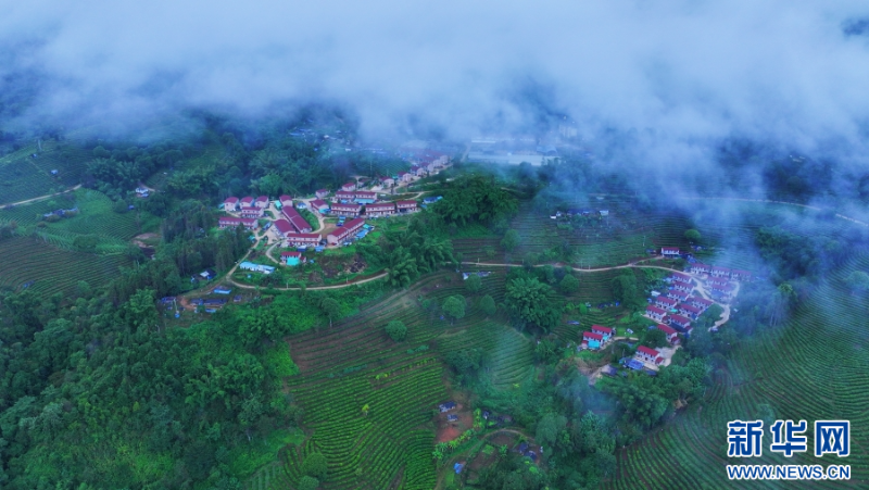 茶山上的村莊（11月1日攝）。新華網(wǎng) 趙普凡 攝