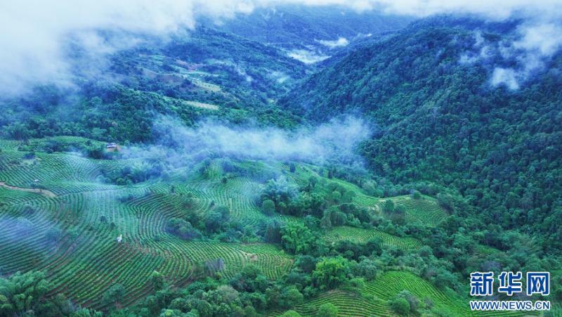 云霧下的茶山（11月2日攝）。新華網(wǎng) 趙普凡 攝