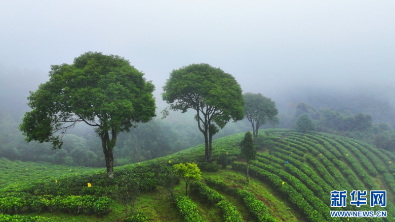 云霧下的茶山（11月2日攝）。新華網(wǎng) 趙普凡 攝