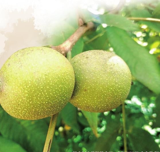 掛在樹(shù)上的核桃青果 通訊員 李宛蕓 攝