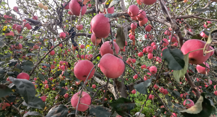“云森紅”蘋果。