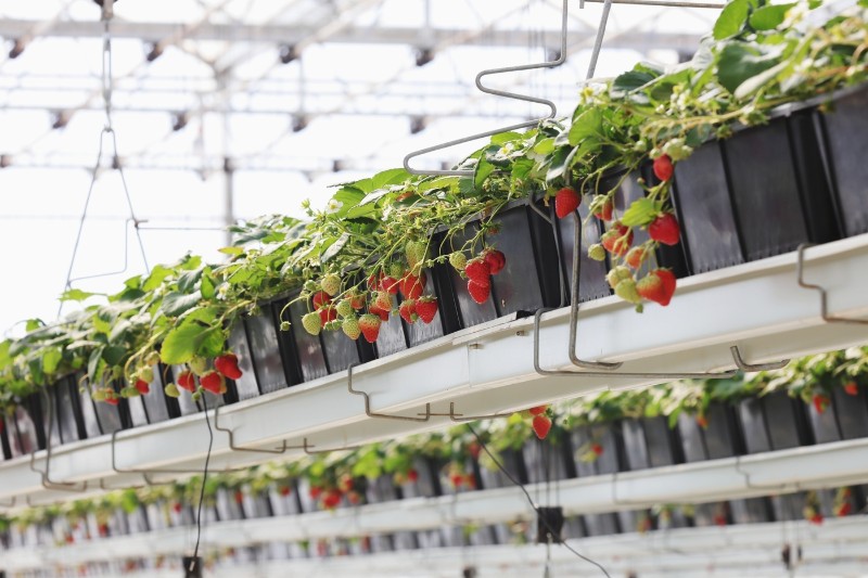 云丹空中草莓園