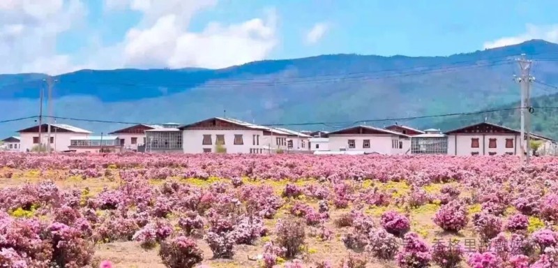 圖片來源:香格里拉市融媒體中心