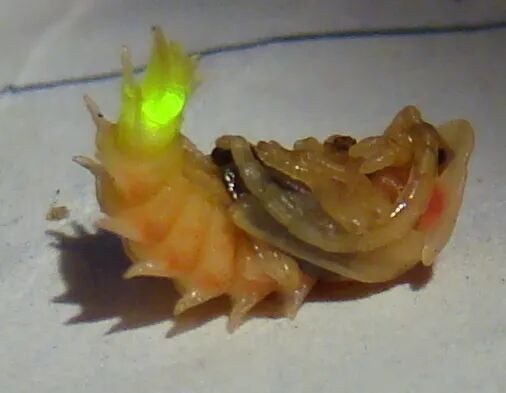 发光蛹-Lucidota atra.jpg