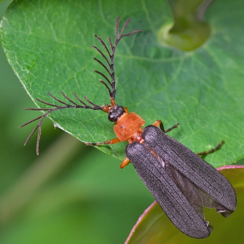 西部翅萤 Pterotus obscuripennis.jpg
