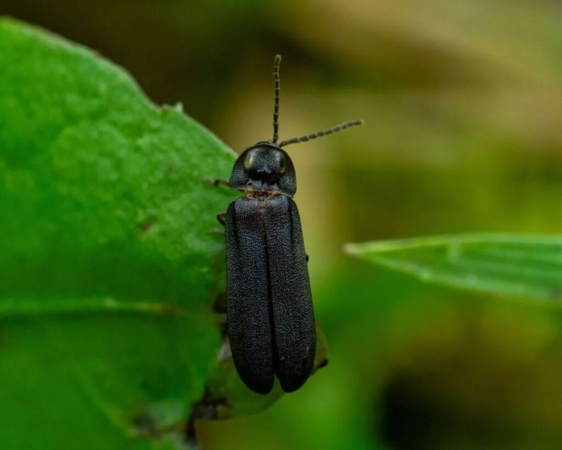 blue-ghost-Phausis reticulata.jpg