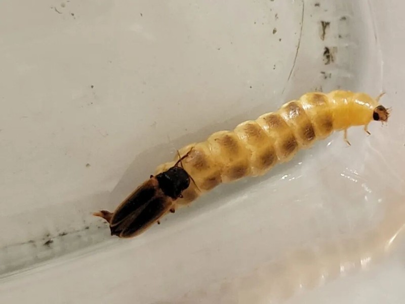 莫氏凹眼螢 Rhagophthalmus motschulskyi.jpeg