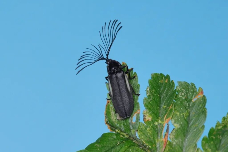 Ethra axillaris.jpg