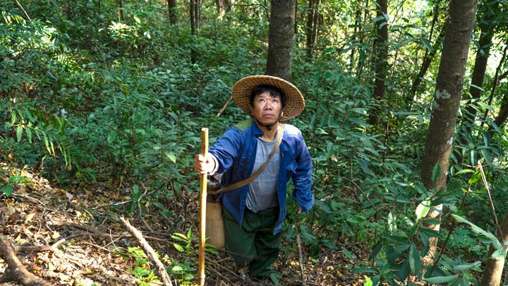 记者带你实地体验你不知道的南酸枣采集艰辛-06