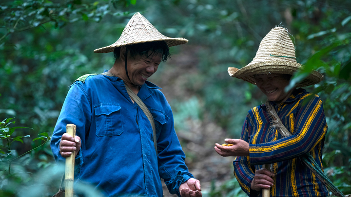 记者带你实地体验你不知道的南酸枣采集艰辛-09