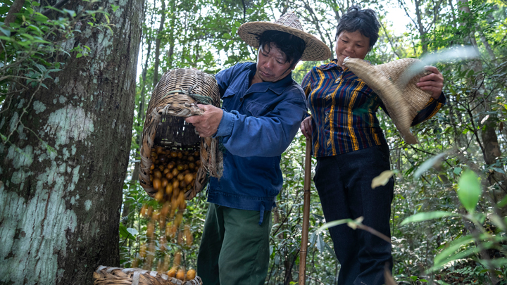 记者带你实地体验你不知道的南酸枣采集艰辛-14