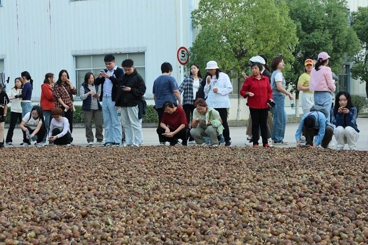 【全程回顾】2025中国南酸枣之乡旅游文化音乐节&齐云山登山节圆满收官 04.jpg