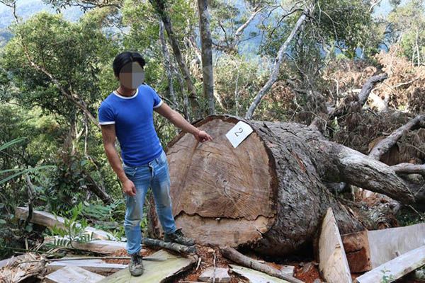 海南吊罗山“7.20”重大盗伐林木系列案件告破